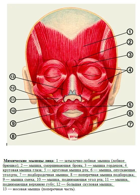 Мышцы лицо не работает. Мимические мышцы анатомия человека. мимические мышцы головы анатомия. круговая мышца рта m. orbicularis oris. мимические мышцы лица анатомия.