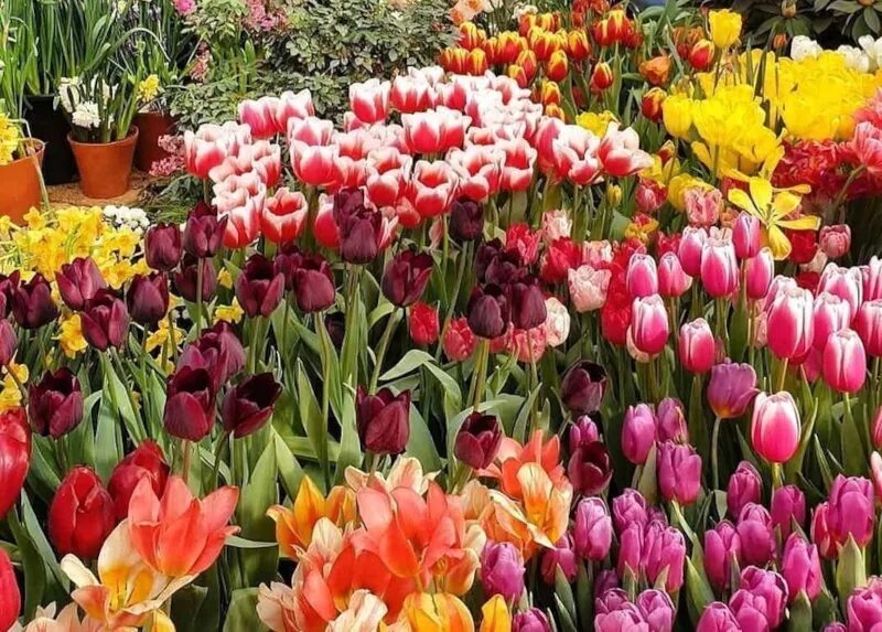 аптекарский огород выставка тюльпанов. ботанический сад мгу выставка тюльпанов. аптекарский огород 1706 год. тюльпаны в аптекарском огороде 2022. аптекарский огород выставка тюльпанов 2024.