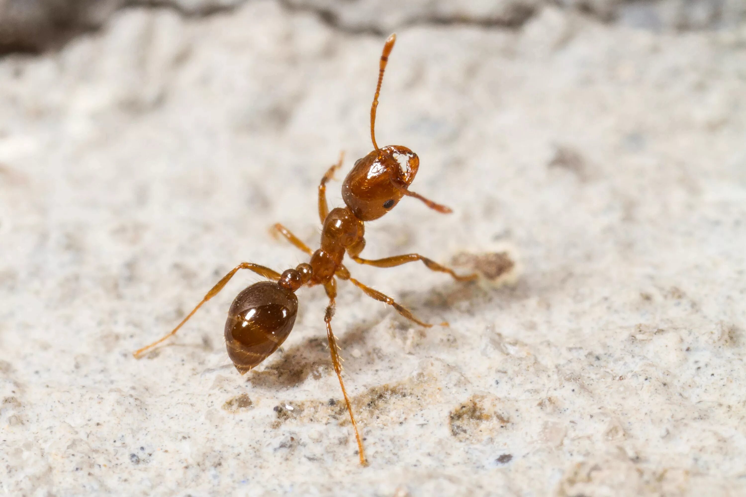 Муравьиный вид. Фараоновые муравьи. Фараоновые муравьи гнездо. Фараоновые муравьи Муравейник. Фараонов муравей – (Домовой муравей).