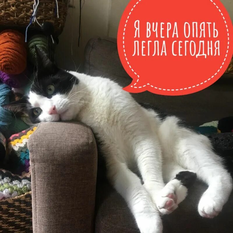 Снова одна ляжешь спать снова нет никого. Снова котики. опять коты. котики мы. дуська кот.