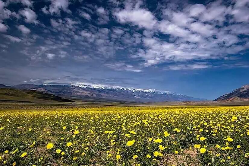 Flowers valley. Национальный парк Долины цветов, Уттаракханд. Долина цветов (Valley of Flowers). Долина цветов в Гималаях. Долина цветов Индия национальный парк.