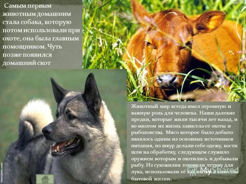 бродячие собаки до и после. как собаки стали домашними. лиса джунипер и ее друг пес. как люди приручили домашних животных. история одомашнивания собак.