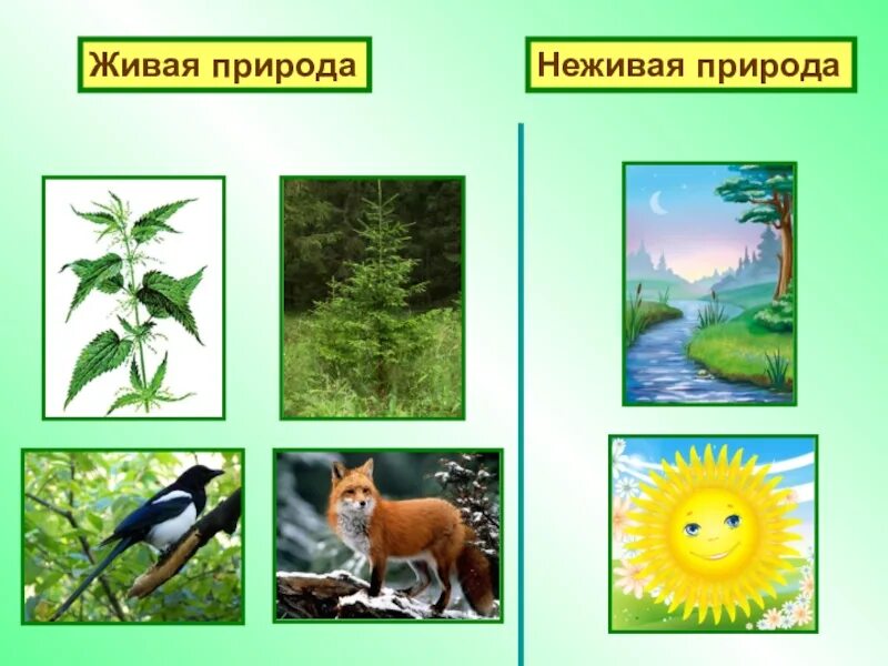 Урок что относится к природе 1 класс
