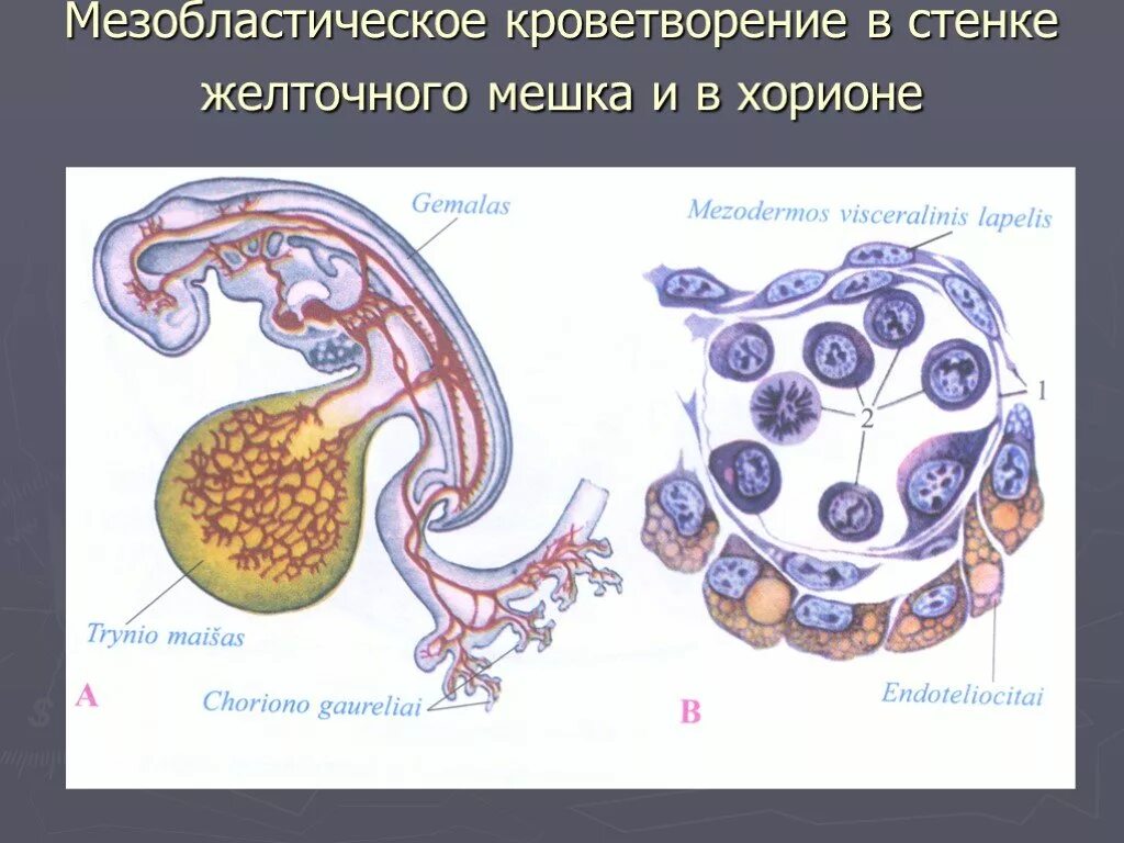 Эмбриональный гемопоэз. Эмбриональный гемопоэз в желточном мешке. Эмбриональный гемопоэз гистология. Желточный этап кроветворения. Периоды эмбрионального гемопоэза.