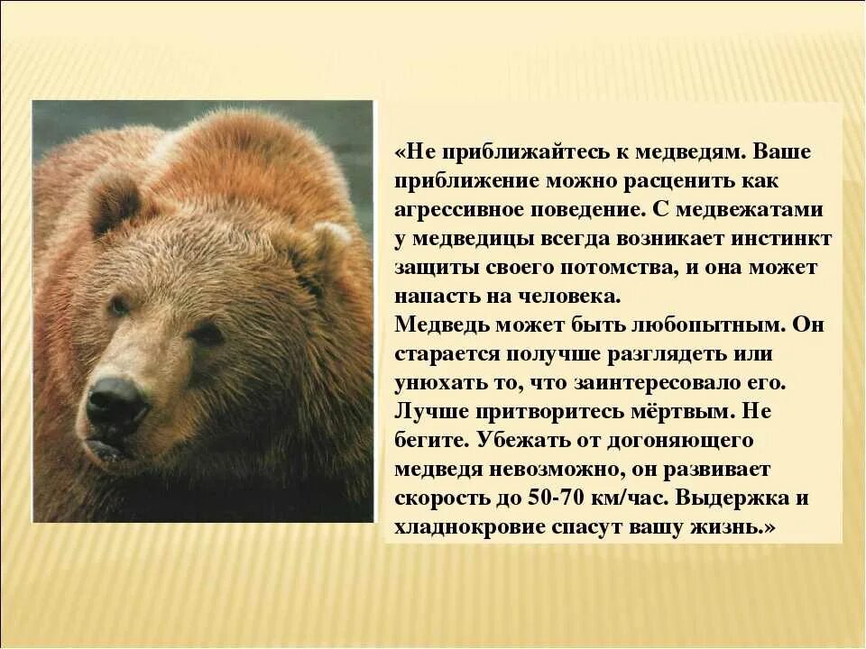 Доклад о медведях. Описание медведя. Рассказ о медведе. Сообщение о медведе. В какой природной зоне живут бурые медведи