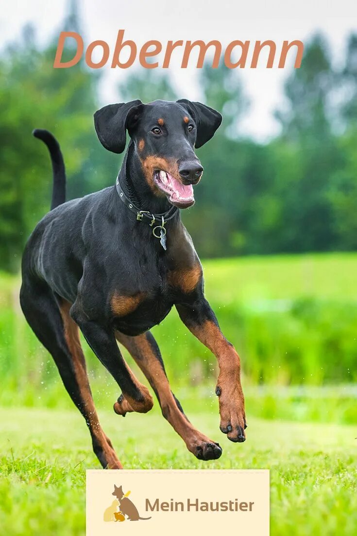 Как выглядит собака доберман 10 популярных идей на тему "doberman pinscher puppies" для вдохновения