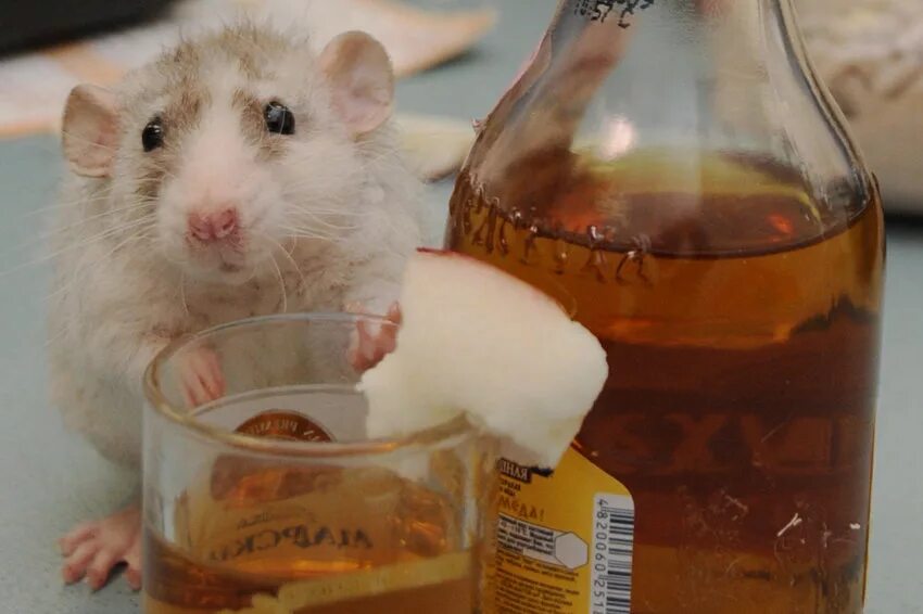 Лови хомяка мем. Хома джунгарик. Хомяк джунгарик. Стишки про хомяка. Крипто хомяк.