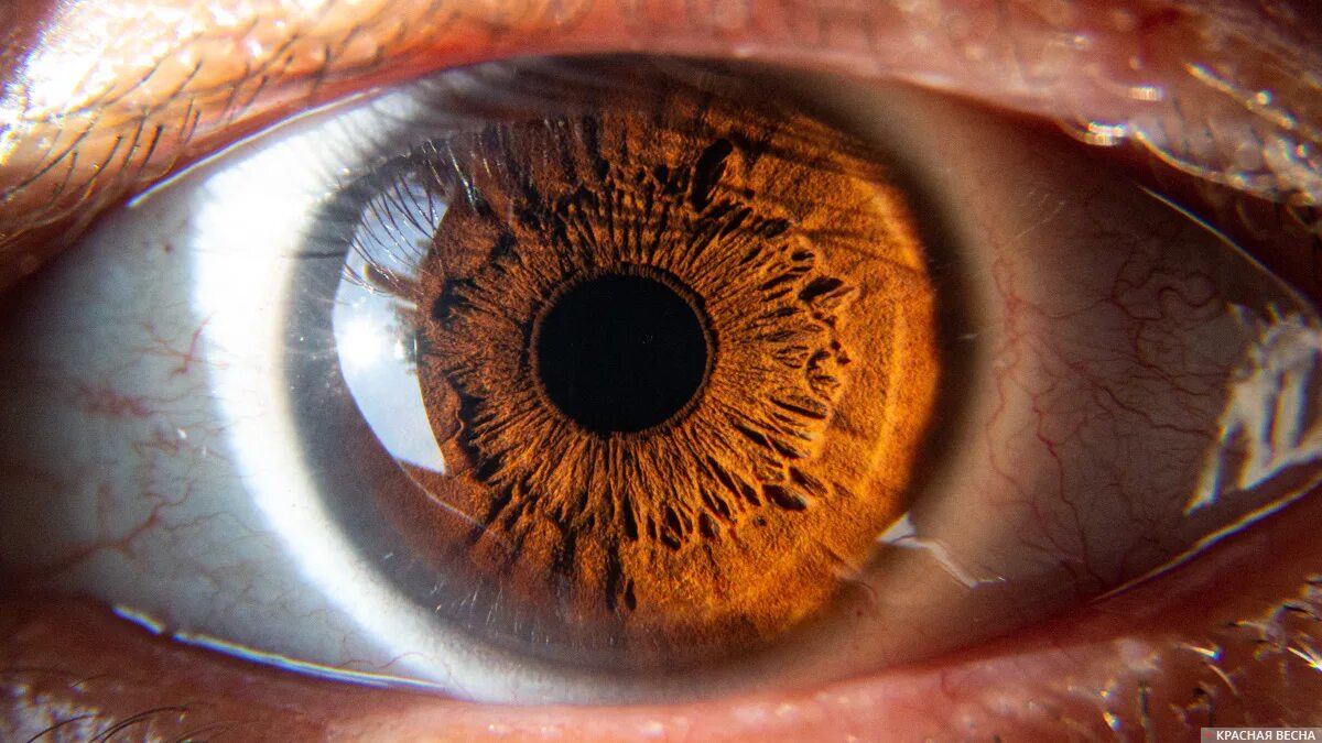 Глаза биологи. Человеческий глаз. Глаз человека полностью. Бионическая роговица глаза.