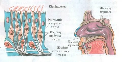 Мулаттың киска порносын жалау