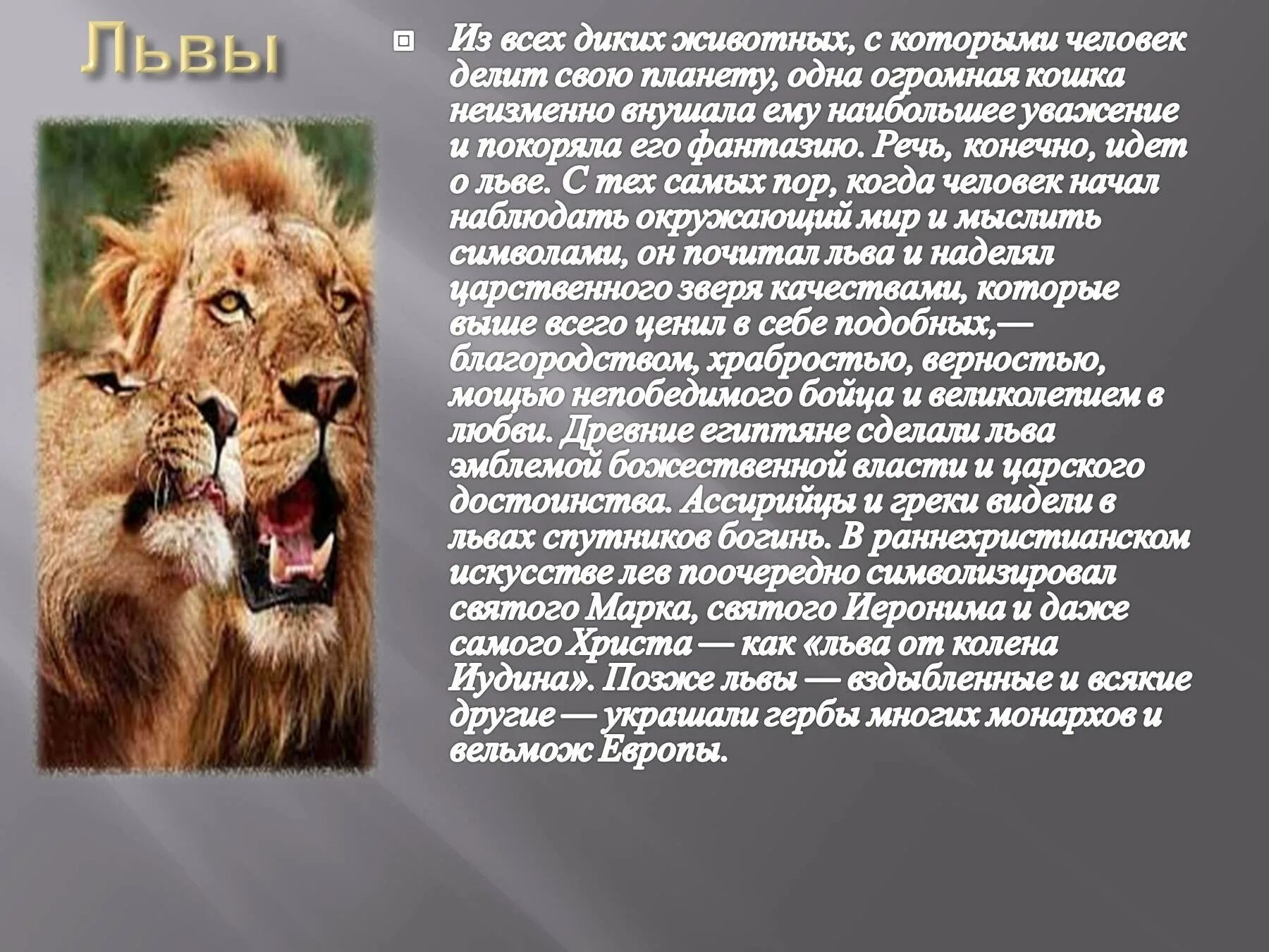 Текст про животных. Доклад о животных. Доклад на тему животные. Описание диких животных.