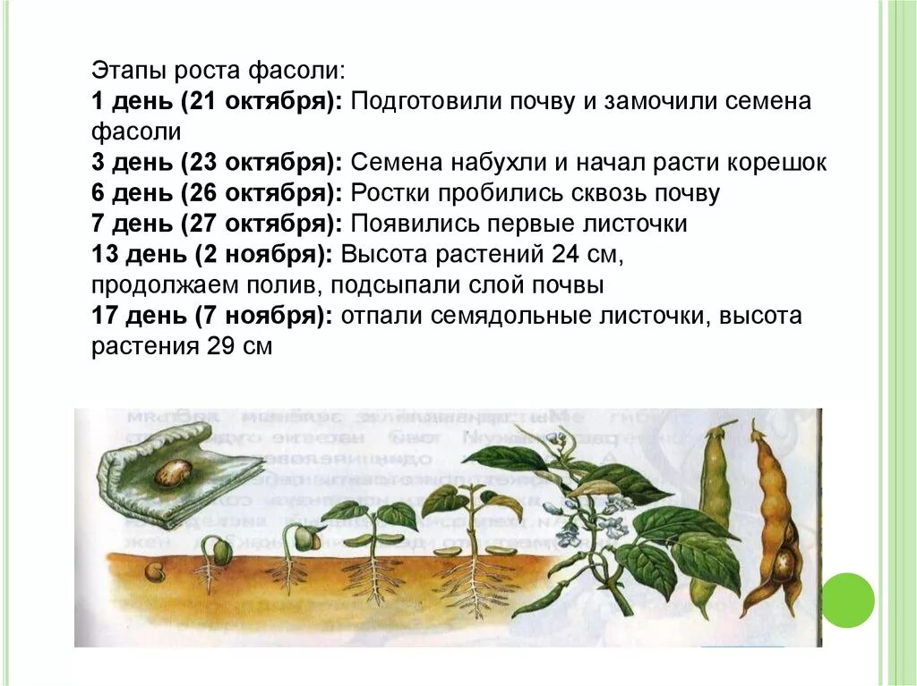 Какие условия необходимы для прорастания семян гороха. Наблюдение прорастания семян фасоли таблица. Этапы прорастания семян гороха. Опыт по проращиванию семян фасоли 2 класс. Опыт по проращиванию семян фасоли 5 класс таблица.