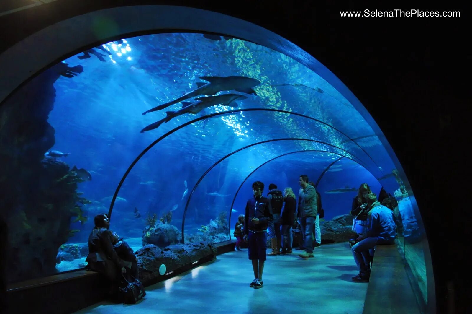 Океаниум на галстяна. Спортивный клуб океаниум санкт-петербург. Океаниум галстяна санкт-петербург. Океаниум. Фитнес и бассейн океаниум.