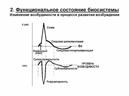 Развитие возбуждения