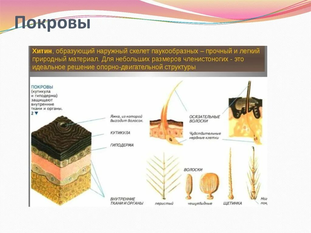 Строение кутикулы членистоногих. Покровы членистоногих. Покров паукообразных. Покровы тела членистоногих. Какое значение имеет хитинизированный покров тела