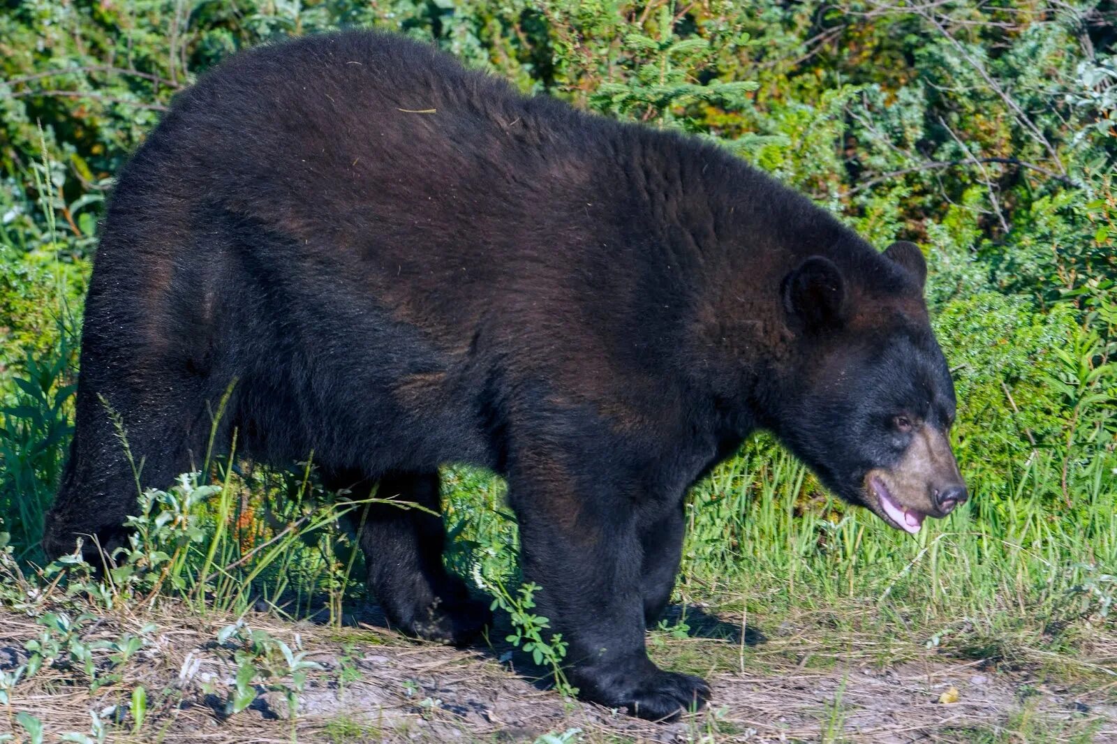 Медведь барибал умеет лазить по деревьям. Барибал (Ursus americanus). Американский медведь Барибал. Американский черный медведь (Ursus americanus). Медведи-барибалы (Ursus americanus).