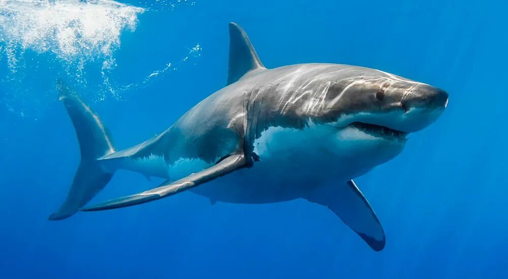 Los tiburones i lost to win