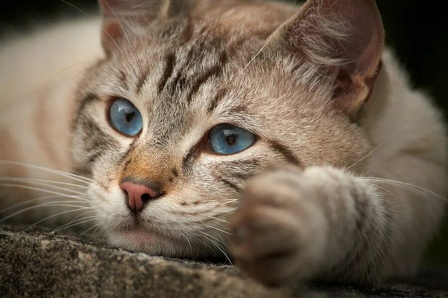 Мечтающий кот. Кот мечтает. мечтательный котенок. мечтающий котик фото. кот борзель.