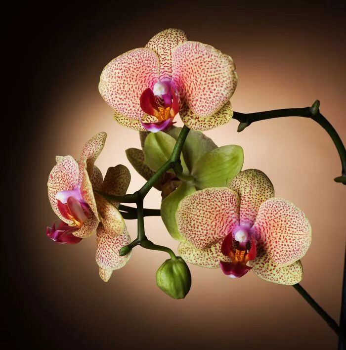 Орхидея купить в оренбурге. Коричневая Орхидея фаленопсис. Фаленопсис интрига. Орхидея кремовая. Орхидеи на коричневом фоне.