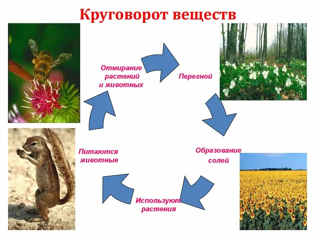 Климат в жизни животных и растений рисунки. Круговорот веществ на лугу. Круговорот растений и животных. Круговорот веществ в почве. Почвенные микроорганизмы в круговороте веществ.