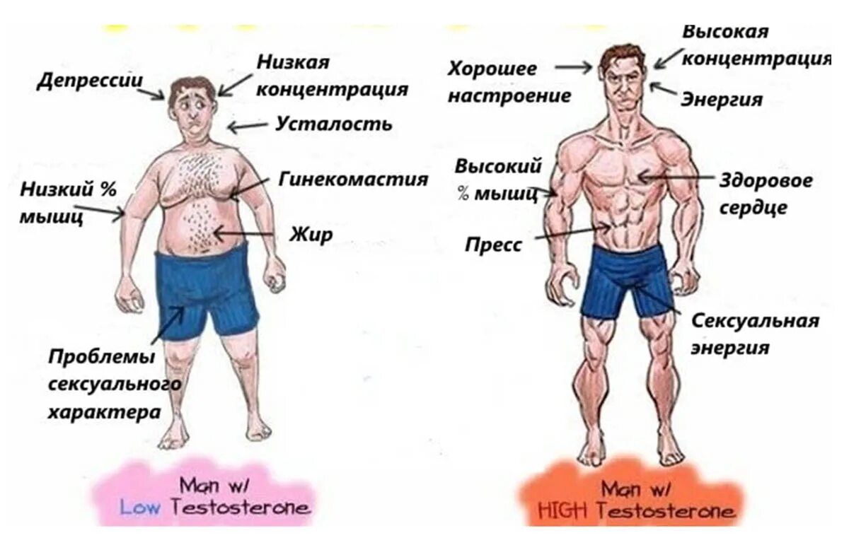 Мужских гормонов почему. Высокий и низкий тестостерон. Низкий и высокий тестостерон у мужчин. Повышенный и пониженный тестостерон. Низкий тестостерон.