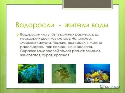 Название водорослей 3 класс окружающий мир