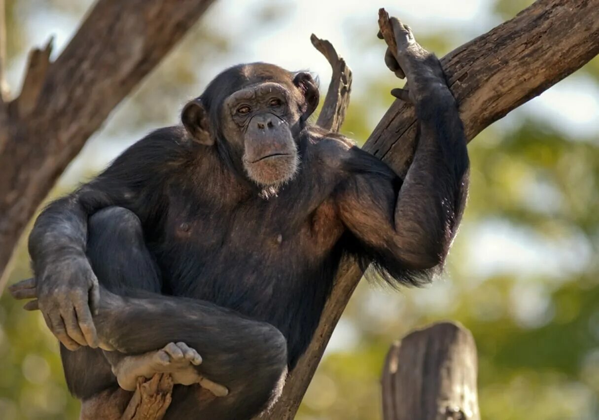 Самая человекообразная обезьяна. Шимпанзе. Шимпанзе фото. Обезьяна шимпанзе. Лапа обезьяны.