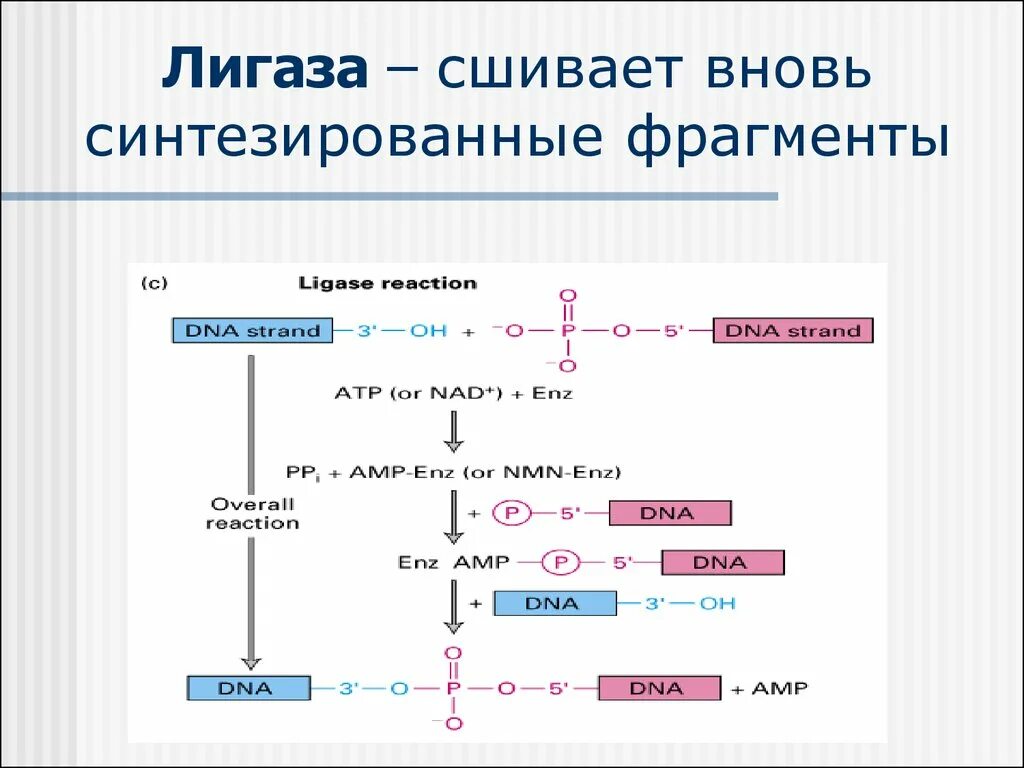 Сшивание фрагментов днк. Лигаза фермент функции. днк лигаза. днк лигаза реакция. лигазы ферменты.