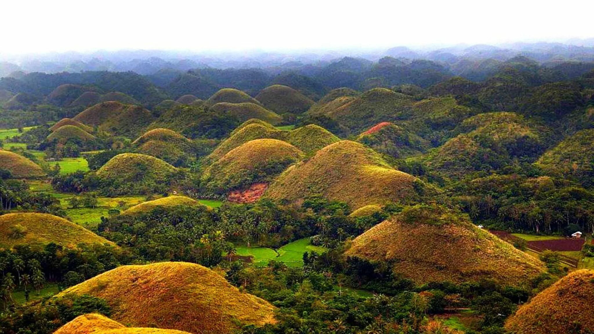Рис холмы. Шоколадные холмы острова Бохоль. Холмы острова Бохоль Филиппины. Шоколадные холмы Филиппины. Шоколадные холмы на острове Бохол (Бохоль).