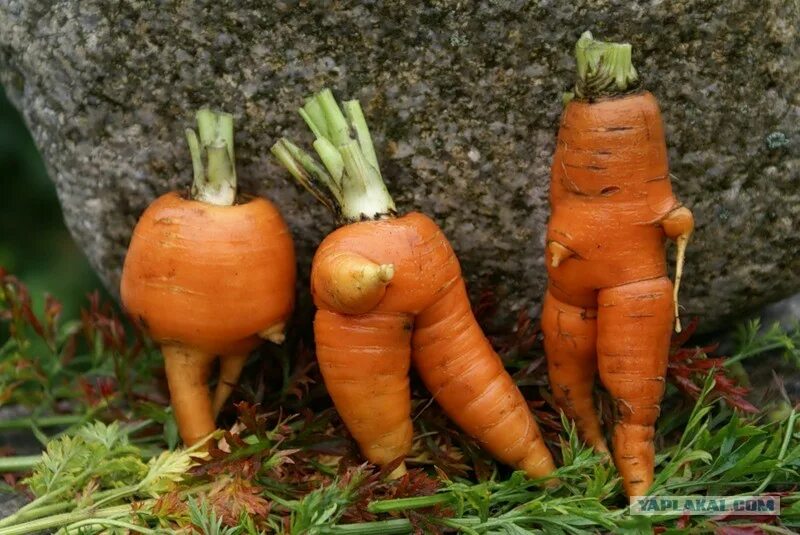 Необычные овощи. Овощи на белом фоне. Необычная морковь. Какой нибудь овощ. Редис > необычный.