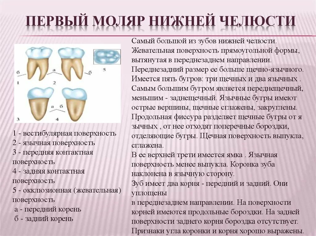 Почему зубы отличаются между собой у разных. Анатомия молочного 1 моляра нижней челюсти. Первы поляр Нижний челюст. Строение 1 моляра нижней челюсти. Второй моляр нижней челюсти поверхности.