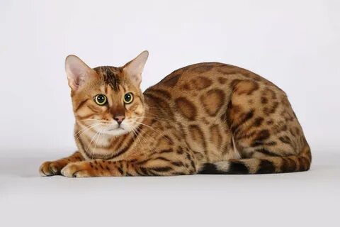Сколько стоят породы кошек