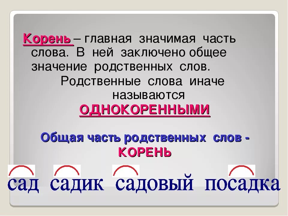 Корень слова. Что такое корень в русском языке правило. Корень слова 2 класс. Правило корень слова 3 класс.