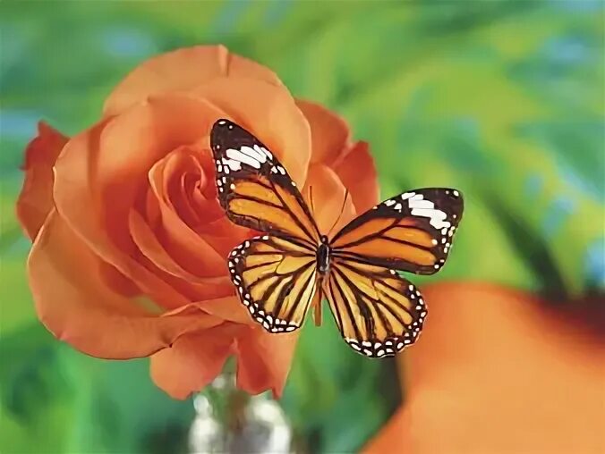 Papillon rose