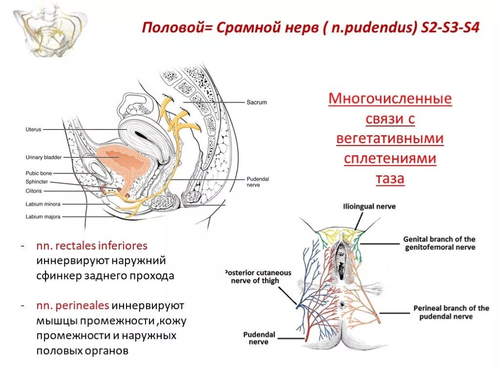 Половой нерв симптомы у женщин. Срамной нерв анатомия. Срамной нерв зона иннервации. Половой нерв анатомия. Нерв иннервирует половые органы.