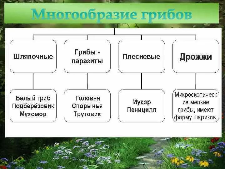 Покажите с помощью трех примеров многообразие