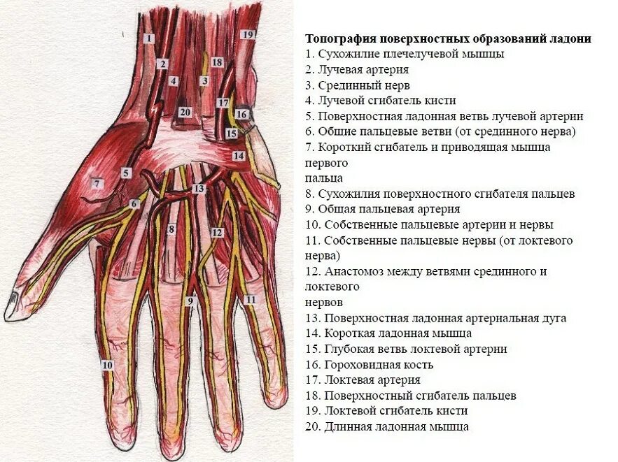 Правая лучевая артерия. Сухожилия лучезапястного сустава анатомия. Ладонная поверхность кисти топографическая анатомия. Строение лучезапястного сустава с мышцами. Строение лучезапястного сустава связки сухожилия.