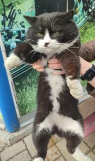 Чудо кот слушать