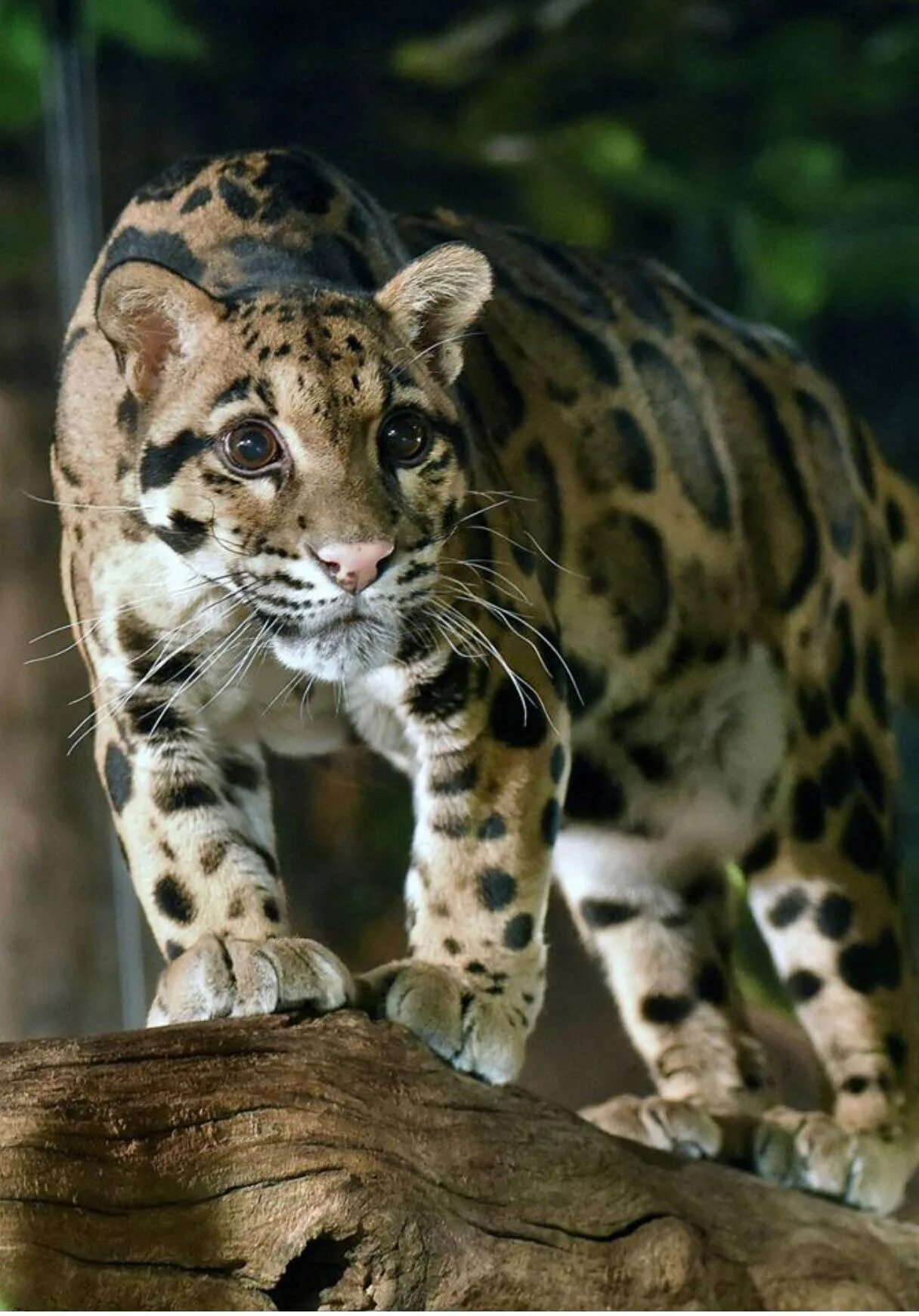 Clouded leopard