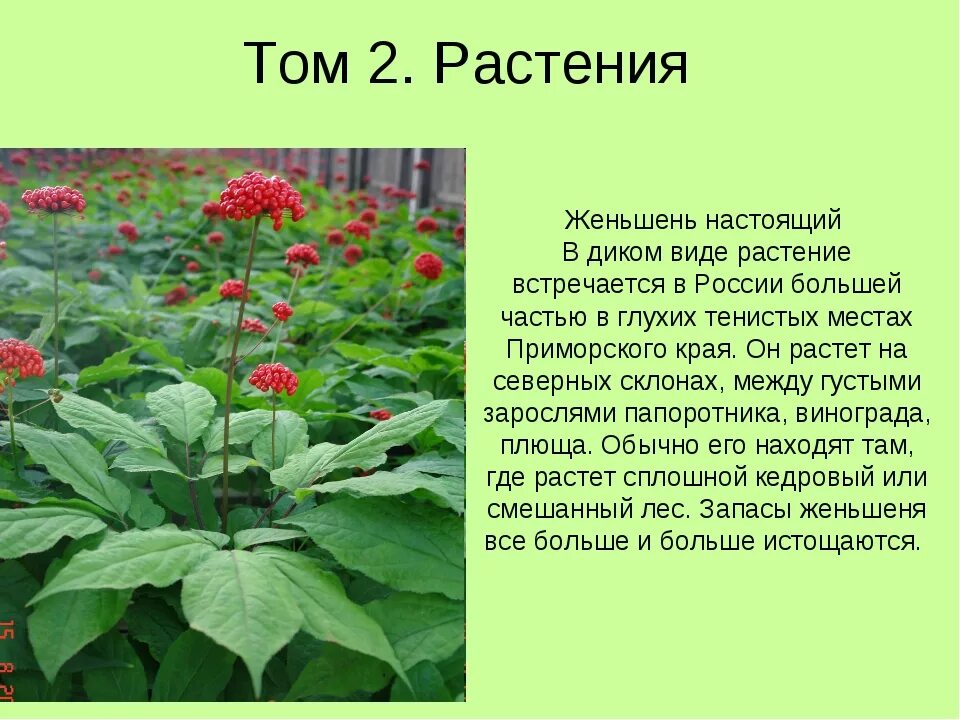 Унциния рубра. Смолёвка тёмно красные листья. Амарант цветок. Красная книга животных и растений. Венерин башмачок красная книга 2 класс.