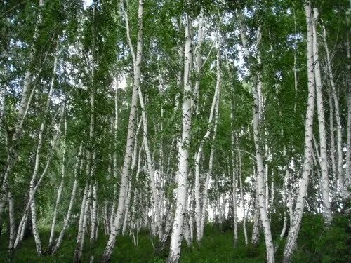 Скачать обои цветы, лето, деревья, трава, лес, березы, раздел природа в разрешен