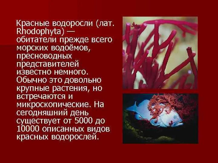 Красные водоросли. Микроскопические красные водоросли. Красные водоросли доклад. Интересные факты о красных водорослях.