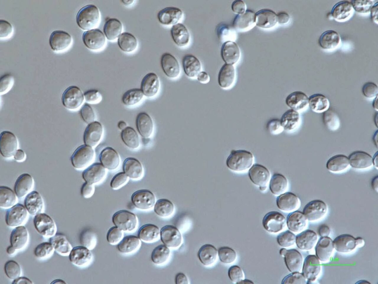 Дрожжи живые организмы. Saccharomyces cerevisiae микроскоп. Дрожжи Saccharomyces cerevisiae. Пекарские дрожжи Saccharomyces cerevisiae. Saccharomyces cerevisiae псевдомицелий.