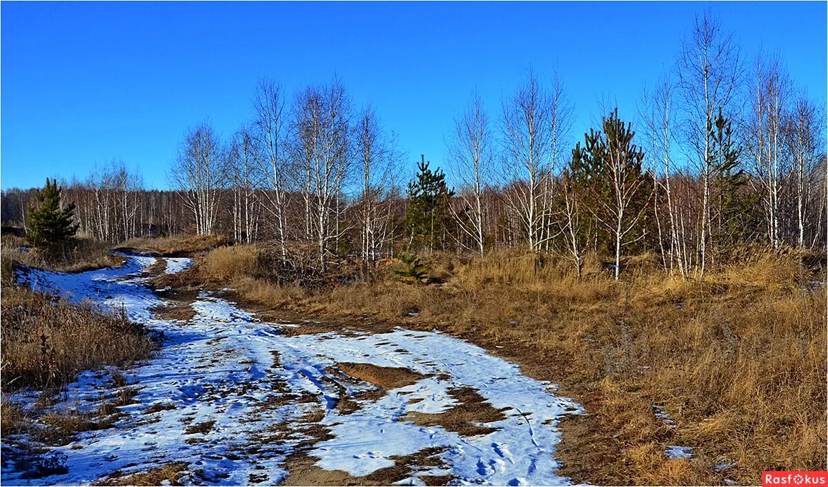 Мелколесье. Мелколесье лес. Мелколесье фото. Осиновое мелколесье. В мелколесье юные деревца всех пород