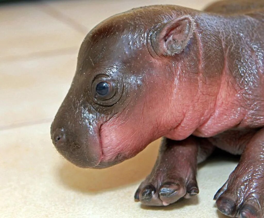 Сколько детенышей бегемота родилось. Карликовый Бегемот детеныш. Новорожденный Бегемотик. Бегемотик живой. Маленький розовый Бегемотик.