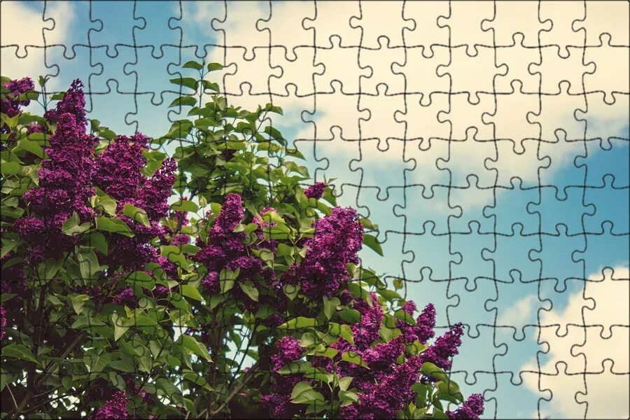 Куст с лиловыми цветками. Красивоплодник геншин. красивоплодник бодиньера. кустарник с сиреневыми цветами. фиолетовый куст.