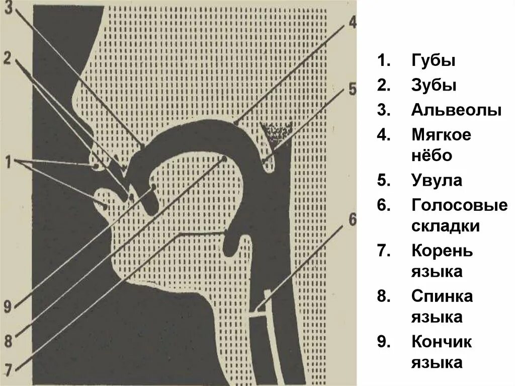 Увула 6 букв. Альвеола (ротовая полость). Звуки на альвеолах.