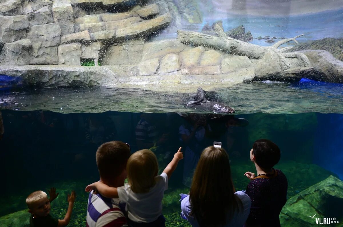 океанариум владивосток остров русский. открытие океанариума в ленобласти. океанариум крокус сити. океанариум голубицкая. океанариум спб шоу с тюленями.
