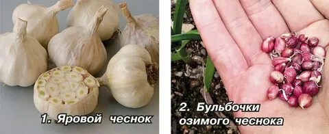 Отличие ярового чеснока от озимого