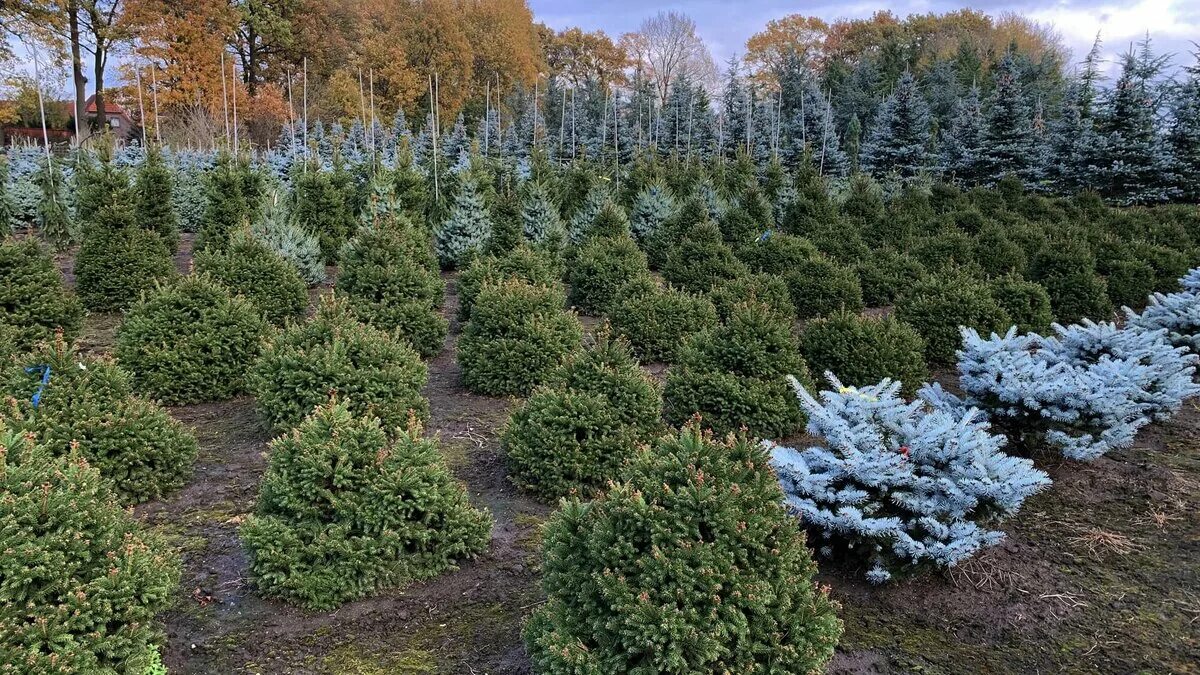 В питомнике 360 елей. Ель Ohlendorffii. Ель обыкновенная "Олендорффи". Picea Abies Ohlendorffii. Ель карликовая Олендорфи.