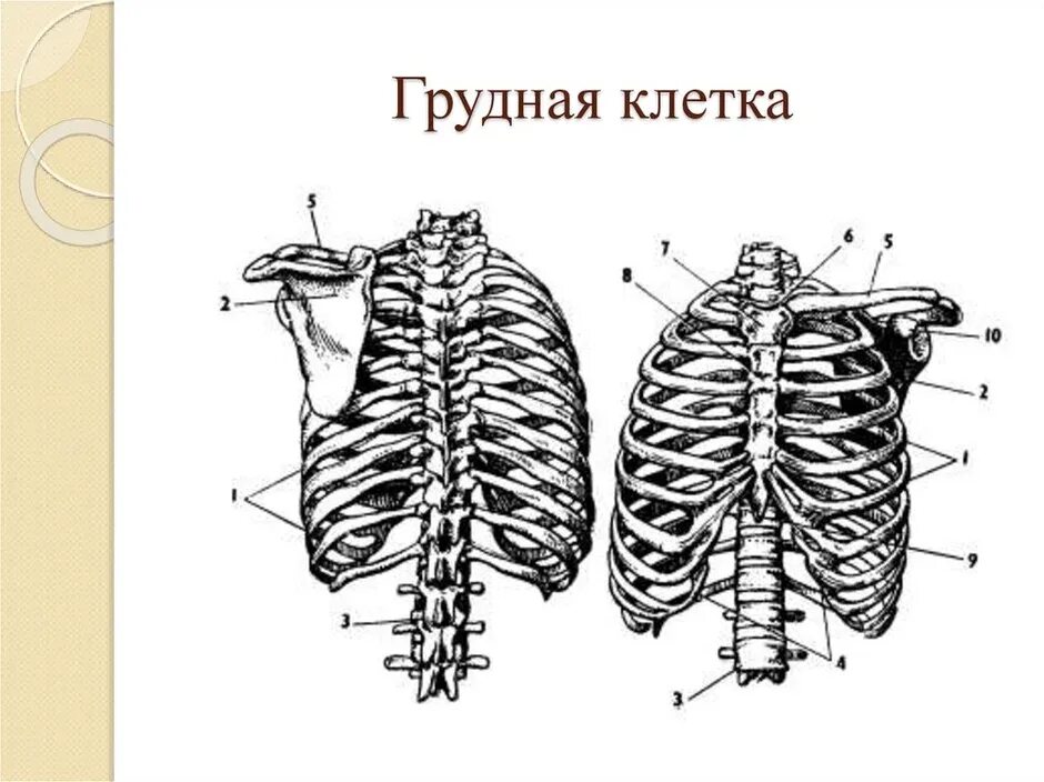 Скелет грудной клетки вид спереди. Ключица анатомия человека. Спереди грудной клетки лопатка. Спереди грудной клетки лопатка. Анатомия скелет грудной клетки ребра грудина.
